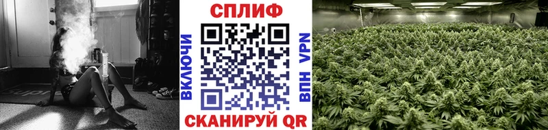 где купить наркотик  Светлый  Марихуана план 